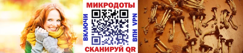Купить где  Димитровград  Галлюциногенные грибы MAGIC MUSHROOMS 